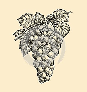 Grapes engraving vector. Viticulture drawn sketch illustration