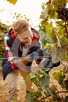 Grapes on family autumn vineyard - worker picking black grapes