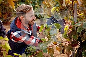 Grapes on family vineyard - worker picking black grapes