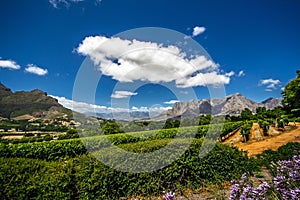 Grapes in a famous sauvignon blanc winery in Franschhoek, South Africa