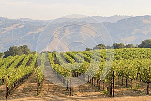 The grapes farm of Napa Valley