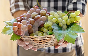 Grapes in farmer`s hands