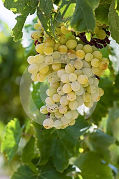 Grapes field, vineyard - Turkey Izmir Buca vineyard photo