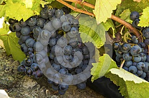 Grapes field, vineyard - Turkey Izmir Buca vineyard photo