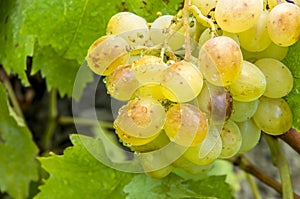 Grapes field, vineyard - Turkey Izmir Buca vineyard photo