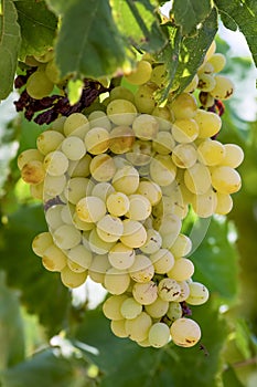 Grapes field, vineyard (Turkey Izmir Buca vineyard photo
