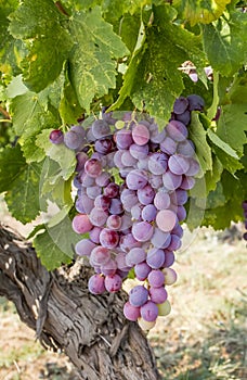 Grapes field, vineyard (Turkey Izmir Buca vineyard photo