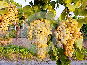 Grapes field, vineyard Turkey Izmir Buca vineyard
