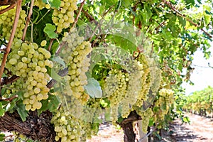 Grapes field, vineyard Turkey Izmir Buca vineyard