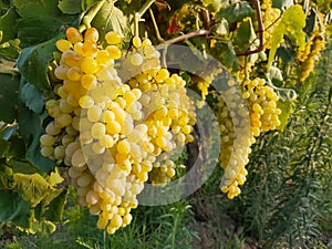 Grapes field, vineyard Turkey Izmir Buca vineyard photo