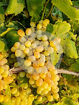 Grapes field, vineyard Turkey Izmir Buca vineyard photo