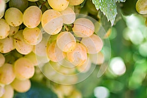 Grapes field, vineyard Turkey Izmir Buca vineyard photo