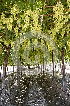 Grapes field, vineyard Turkey Izmir Buca vineyard photo