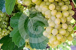 Grapes field, vineyard Turkey Izmir Buca vineyard photo