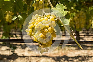 Grapes field, vineyard Turkey Izmir Buca vineyard photo
