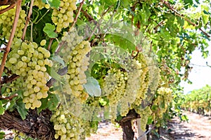 Grapes field, vineyard Turkey Izmir Buca vineyard photo