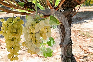 Grapes field, vineyard Turkey Izmir Buca vineyard photo