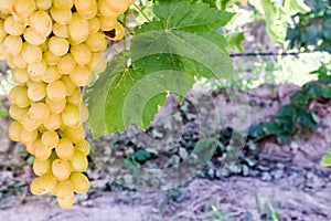 Grapes field, vineyard Turkey Izmir Buca vineyard photo