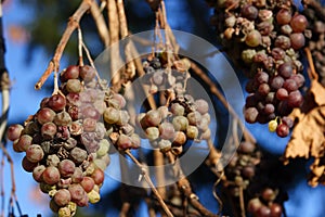 Uvas vino 