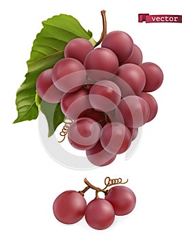 Grapes. Fresh fruit, 3d realistic vector