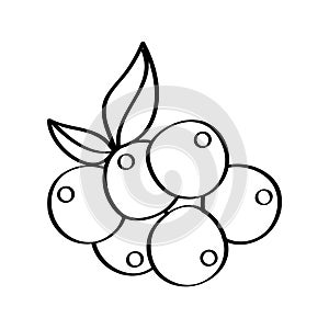 Grapes fresh fruit drawing icon