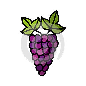 Grapes fresh fruit drawing icon