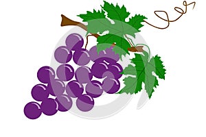 Grapes fruit - illustration