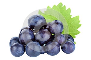 Grapes fruits grape fruit blue isolated on white