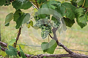 In the garden ripen grapes