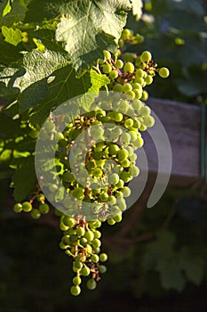 Grapes glow in the sunshine in Kibbutz Lavi