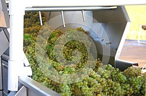 Grapes Going to Press