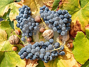 grapes on on grape leaves with nuts aside, harvest concept