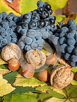 grapes on on grape leaves with nuts aside, harvest concept