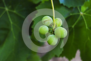 Grapes of grapes