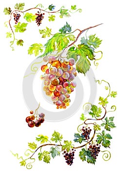 Grapes and grapevine 