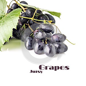 Grapes with grapevine isolated on white background. Blue ripe grape with copyspace