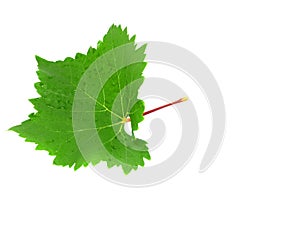 Grapes green leaf . Isoalted