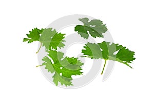 Grapes green leaf . Isoalted