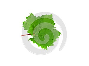 Grapes green leaf . Isoalted