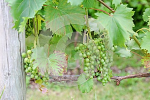 Grapes with green leaves