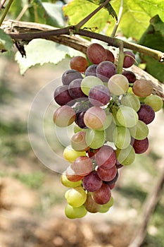 Grapes with green leaves