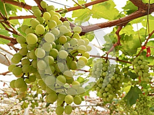 Green grapes tree