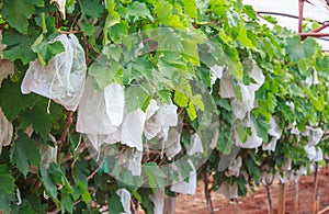 Grapes with green leaves on the vine