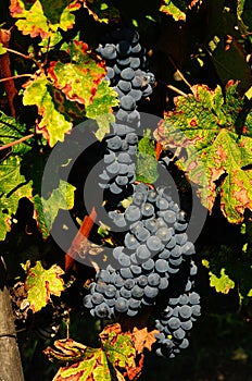 Grapes in a Green Vineyard in Chianti, Tuscany region