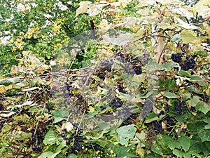 Grapes grow on vintage vines at Lorenzo Mansion Cazenovia NYS