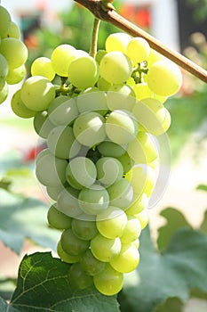 Grapes growing in the garden on a sunny summer day. A bunch of grapes