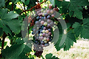 Grapes growing in italian vineyards.