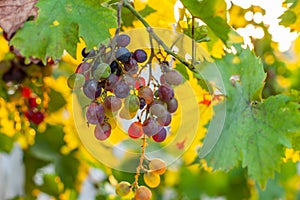 Grapes growing in southern Europe