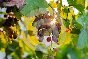 Grapes growing in southern Europe