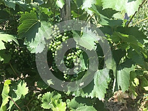 Grapes growing in the summer sun